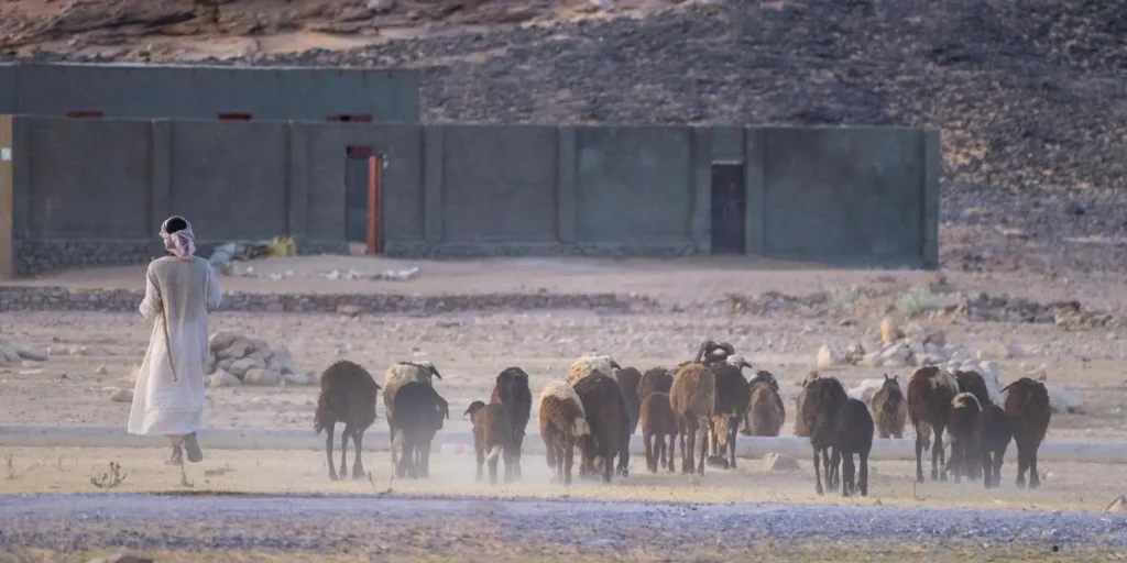 The humiliation of finding secret Israeli bases in Iraq A person in traditional rural attire guides a flock of goats and sheep through a dusty, arid landscape near a concrete perimeter wall, providing an atmospheric backdrop for an investigative report on rumored secret Israeli bases.